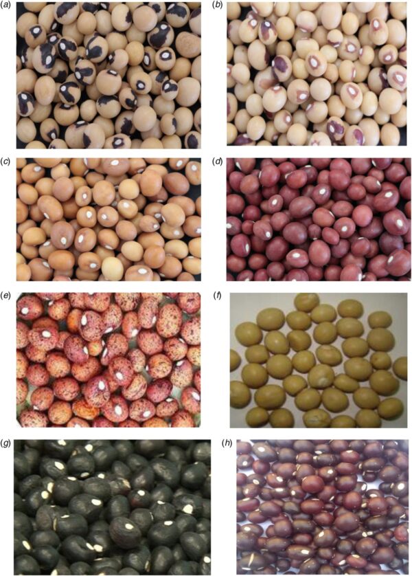 Local Nuts (Bambara a.k.a Okpa) - Image 4