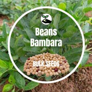 Local Nuts (Bambara a.k.a Okpa)
