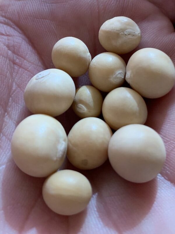 Local Nuts (Bambara a.k.a Okpa) - Image 7